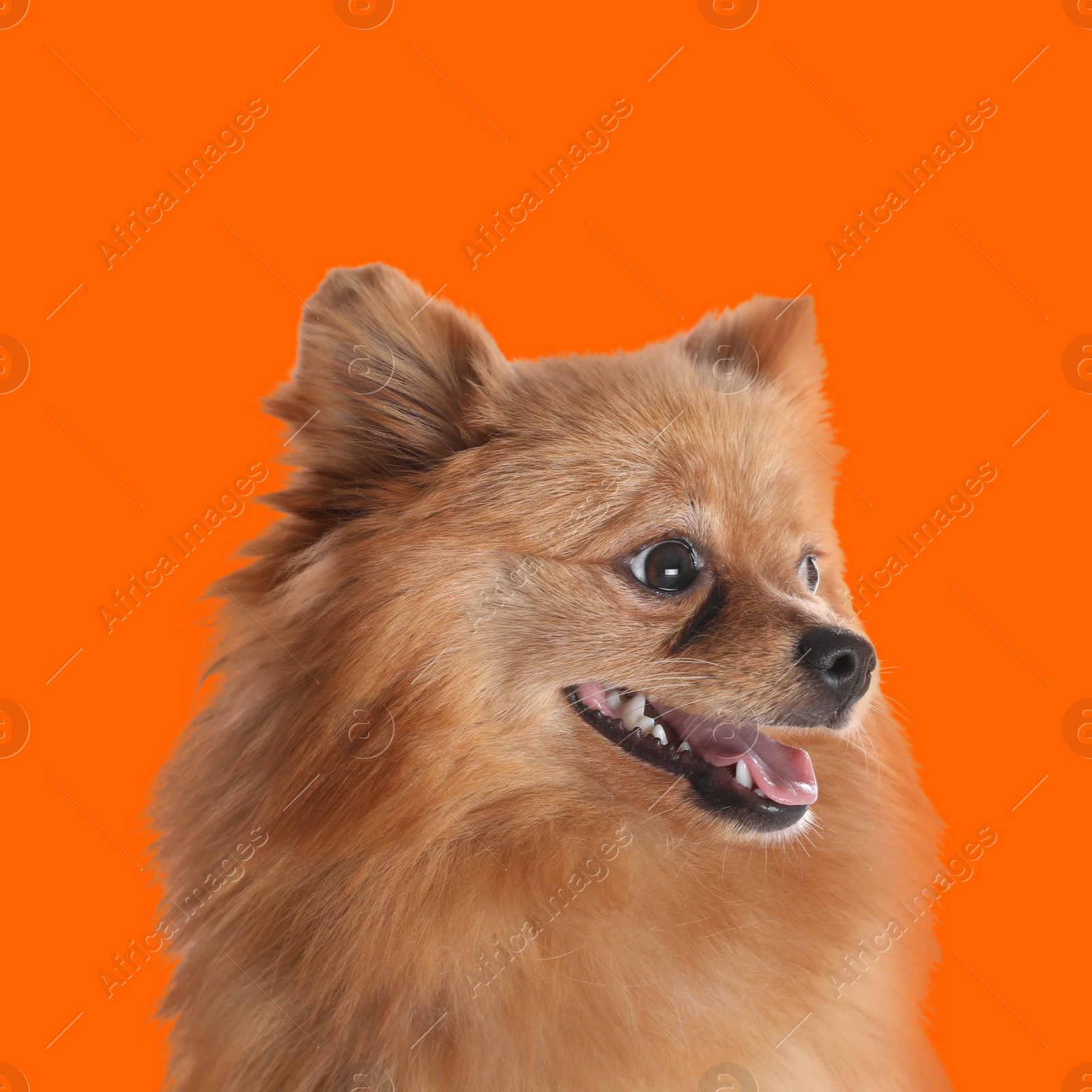 Image of Cute fluffy little dog on orange background