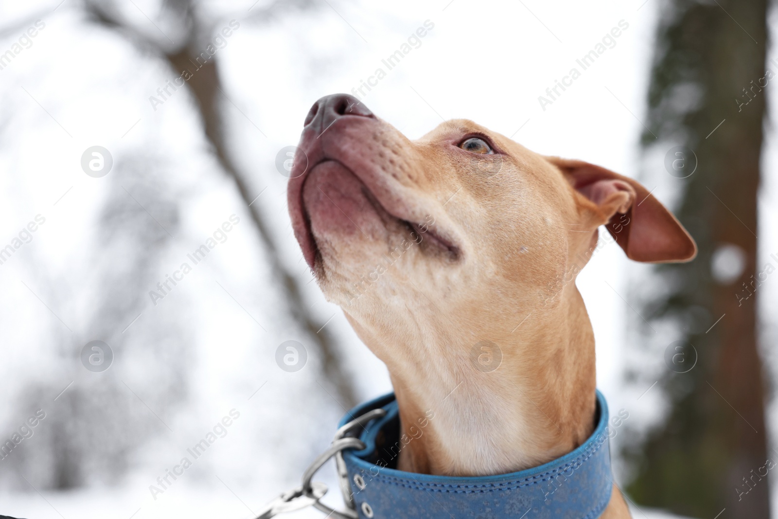 Photo of Portrait of cute dog in snowy park