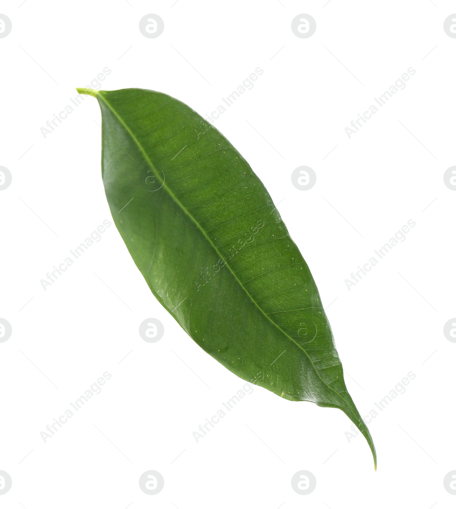 Photo of Fresh green ficus leaf on white background