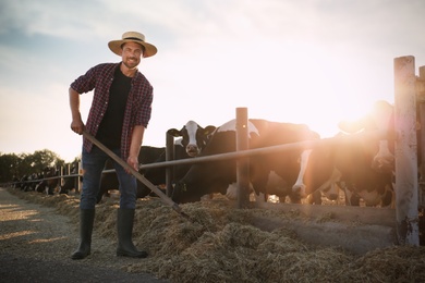 Photo of Man with shovel working near cow pen on farm. Animal husbandry