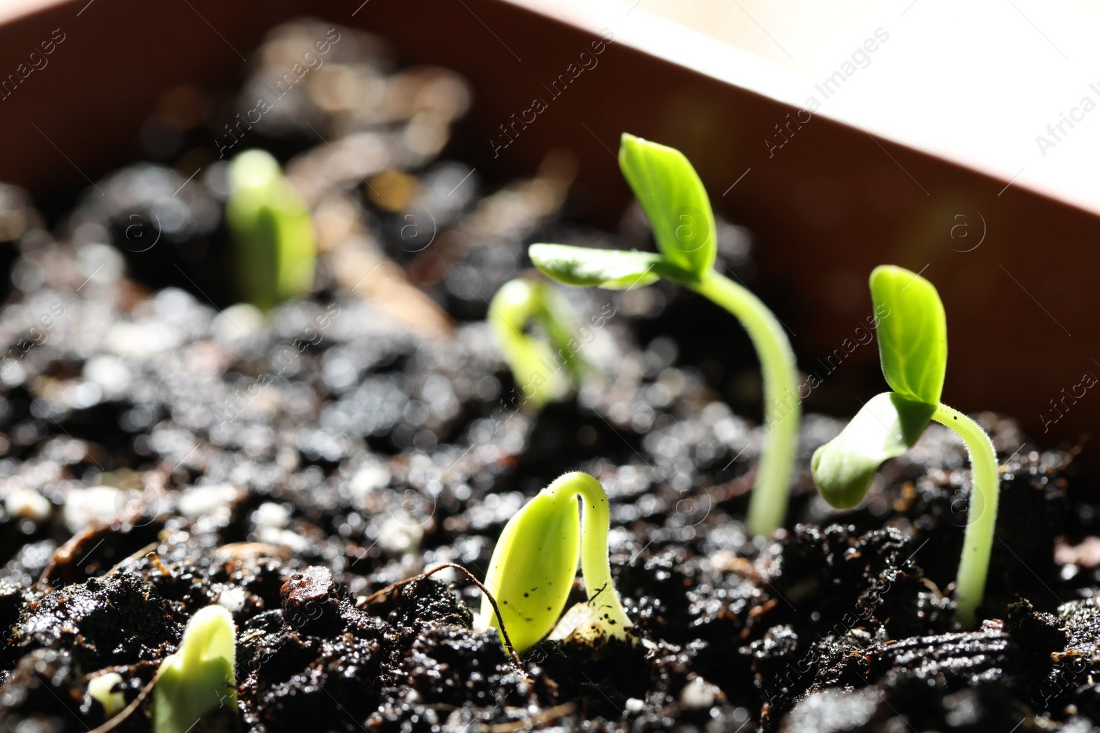 Photo of Young seedlings growing in fertile soil, closeup