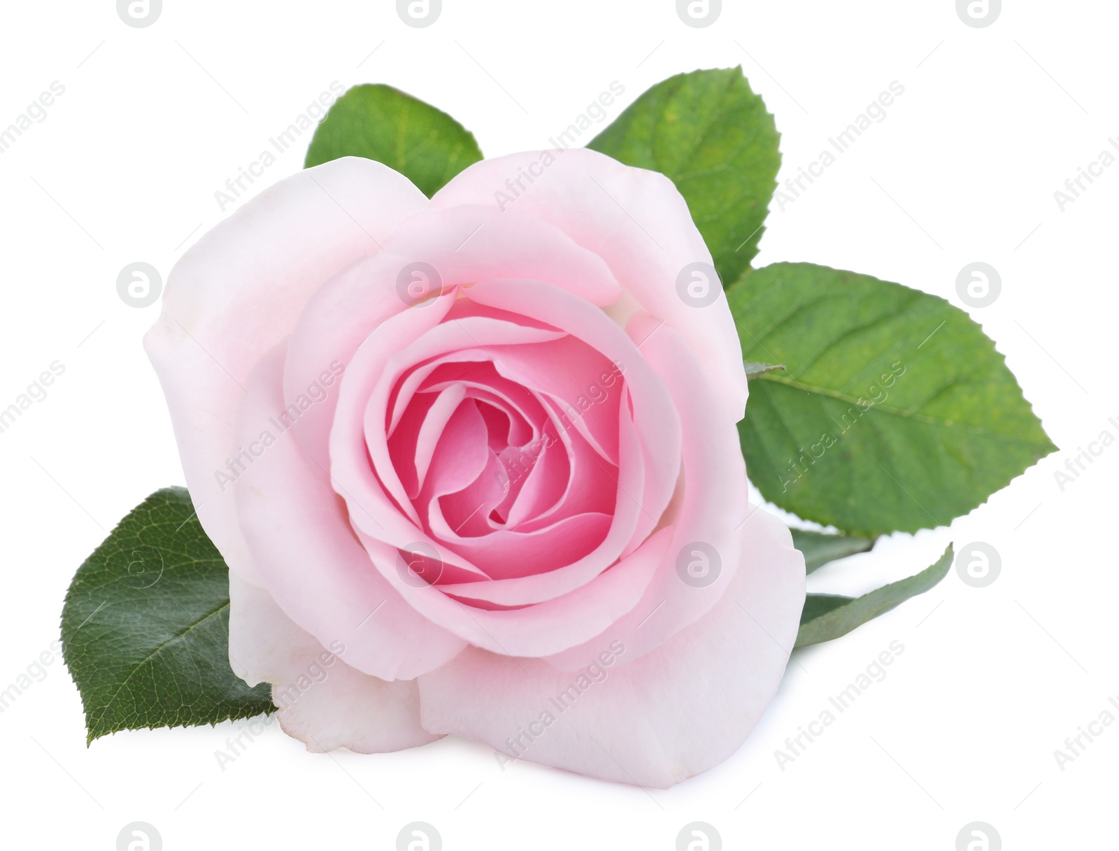 Photo of Blooming pink rose isolated on white. Beautiful flower