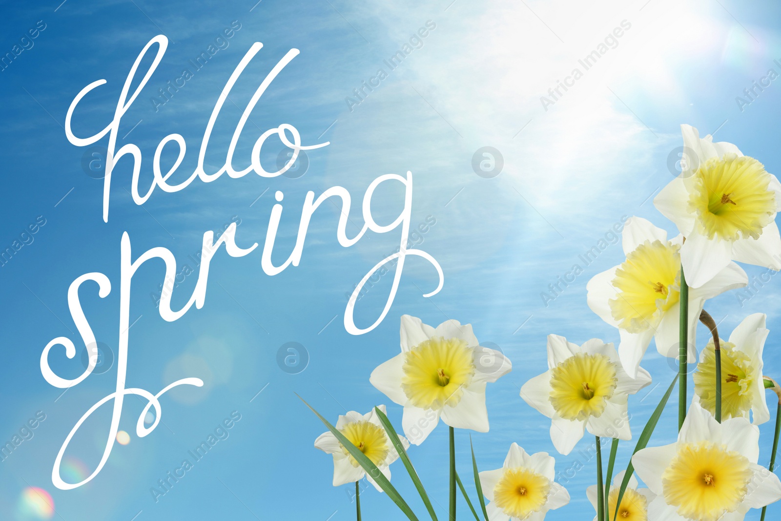 Image of Hello Spring. Beautiful flowers outdoors on sunny day 