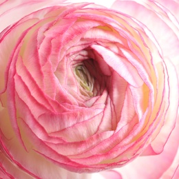 Beautiful fresh ranunculus flower isolated on white