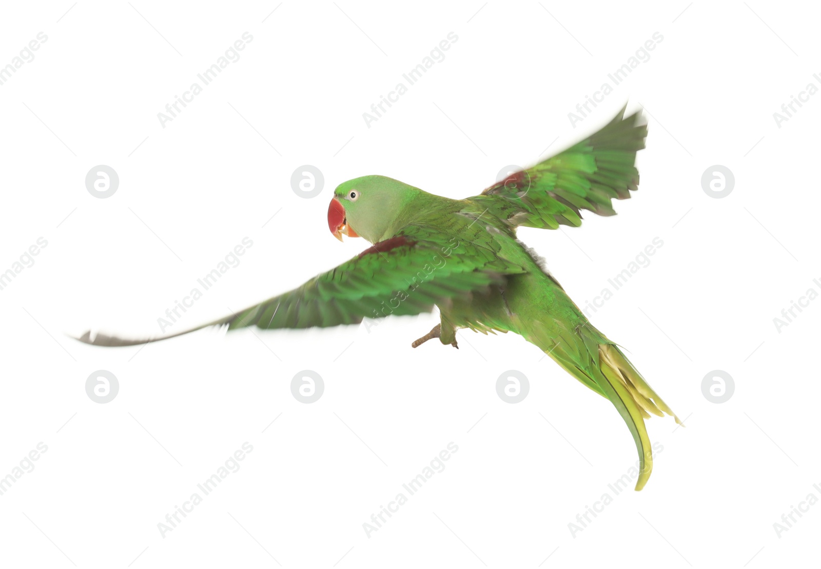 Photo of Beautiful Alexandrine parakeet flying isolated on white