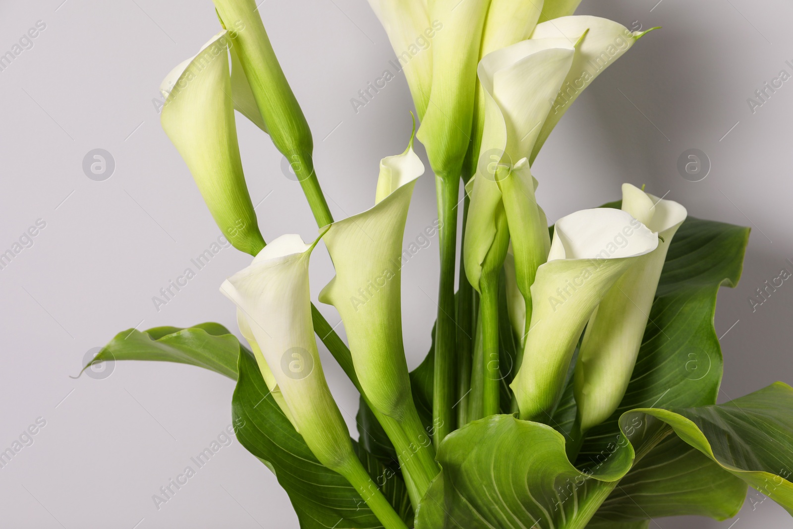 Photo of Beautiful calla lily flowers on white background, closeup