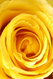 Beautiful rose with yellow petals as background, macro view