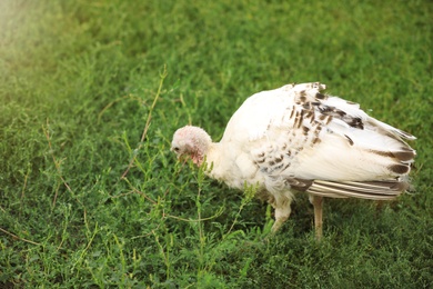 Photo of Domestic turkey with white feathers outdoors on sunny day. Poultry farming