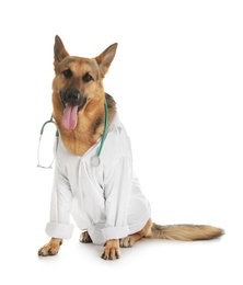Photo of German shepherd with stethoscope dressed as veterinarian doc on white background