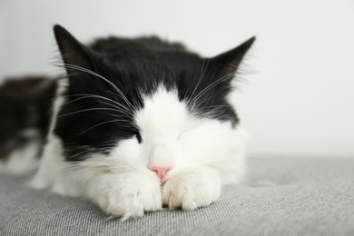 Photo of Cute cat relaxing on grey fabric. Lovely pet