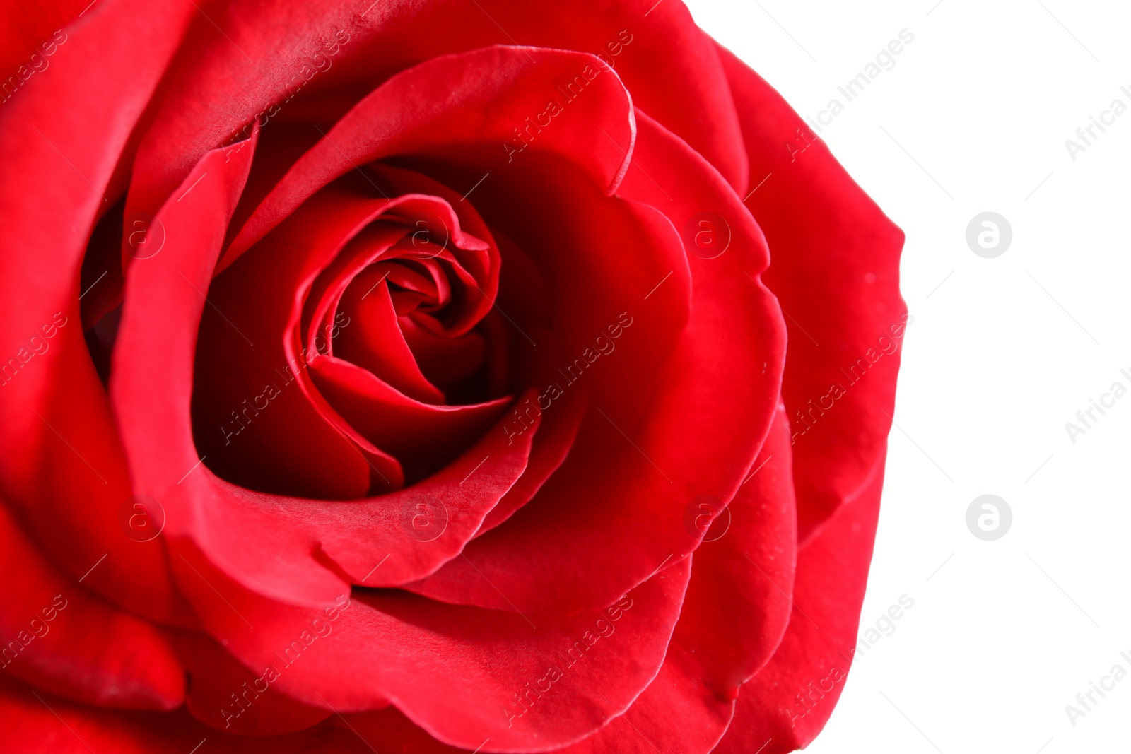 Photo of Beautiful red rose flower on light background, closeup