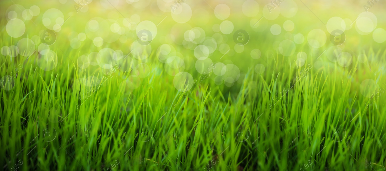 Image of Bright green spring grass in park. Bokeh effect
