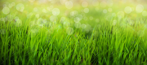 Image of Bright green spring grass in park. Bokeh effect