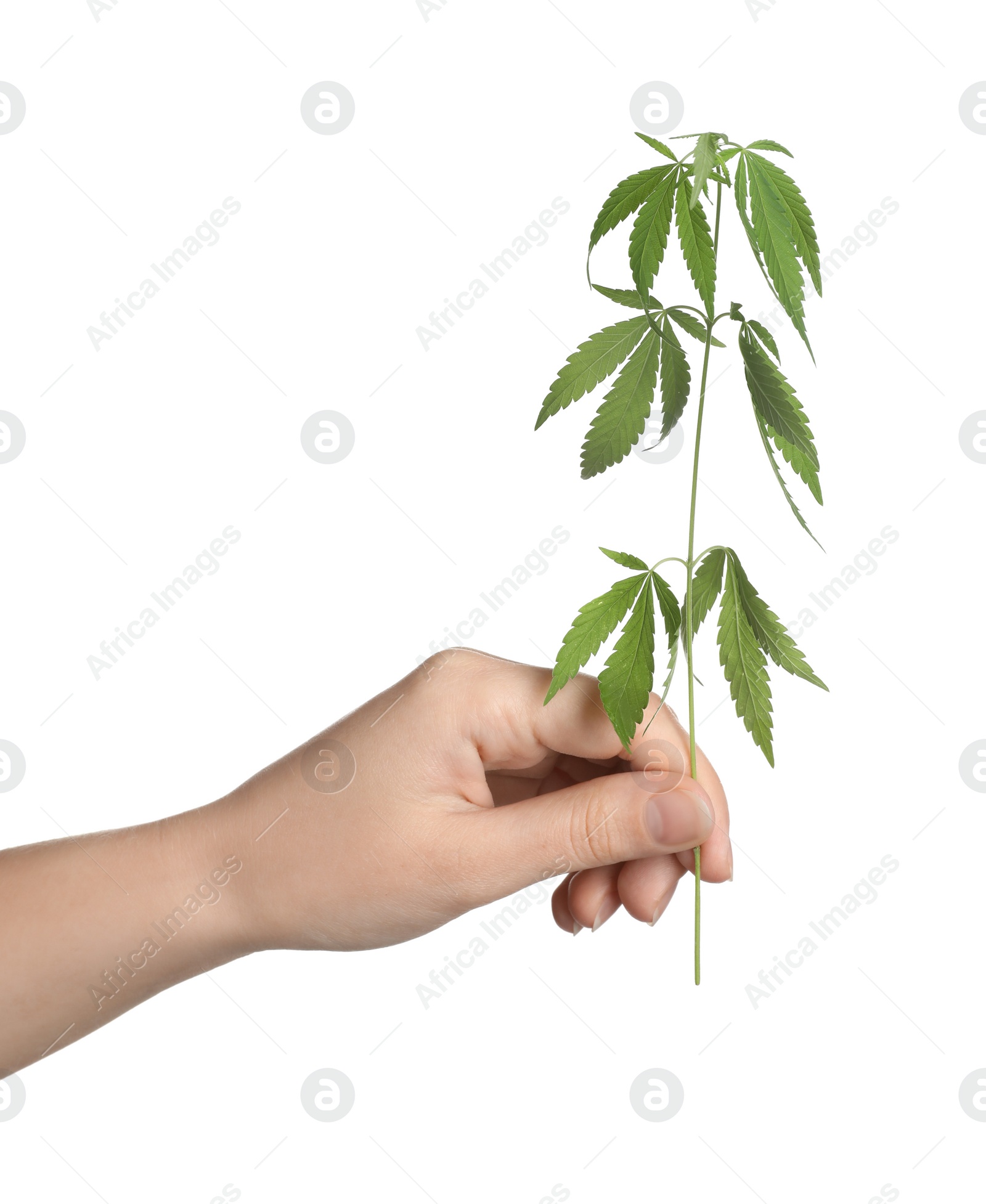 Photo of Woman holding hemp plant on white background, closeup