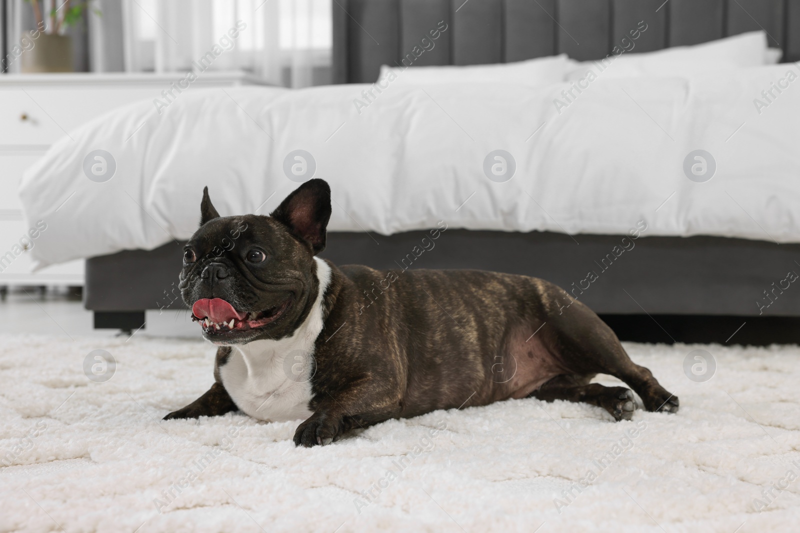 Photo of Adorable French Bulldog lying on rug indoors. Lovely pet