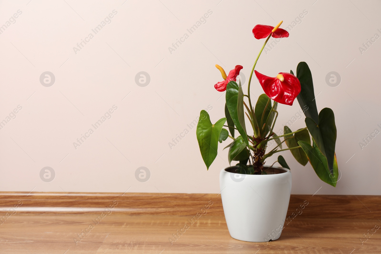 Photo of Beautiful anthurium in pot on floor indoors, space for text. House plants