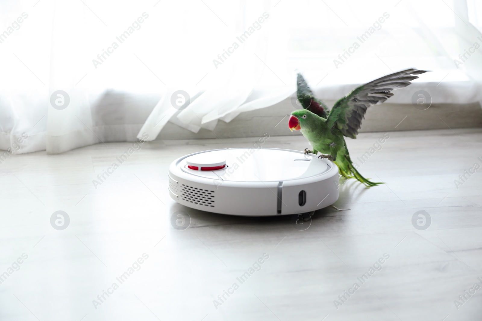 Photo of Modern robotic vacuum cleaner and Alexandrine parakeet on floor indoors