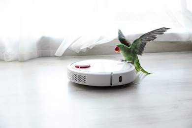 Modern robotic vacuum cleaner and Alexandrine parakeet on floor indoors