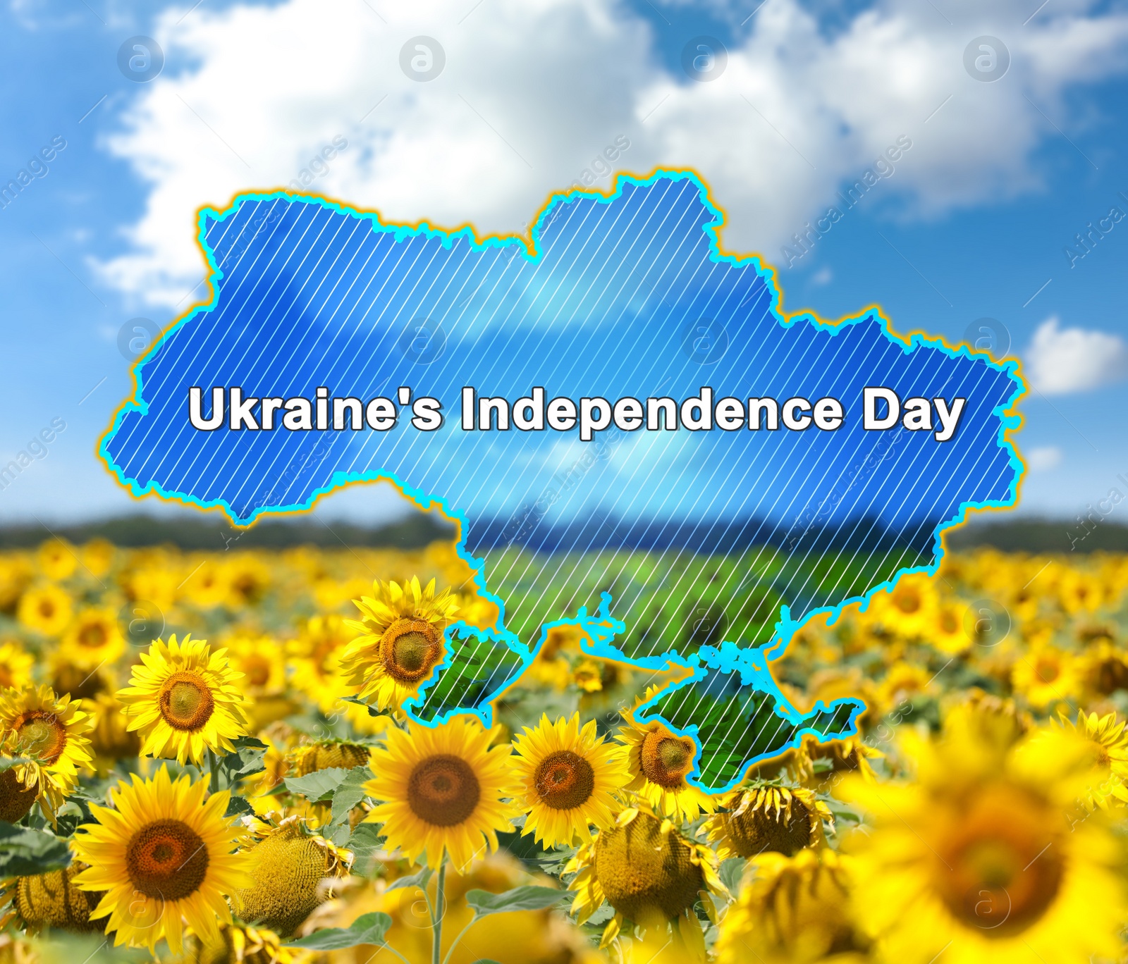 Image of Country outline with text Ukraine's Independence Day and sunflower field under blue sky on background