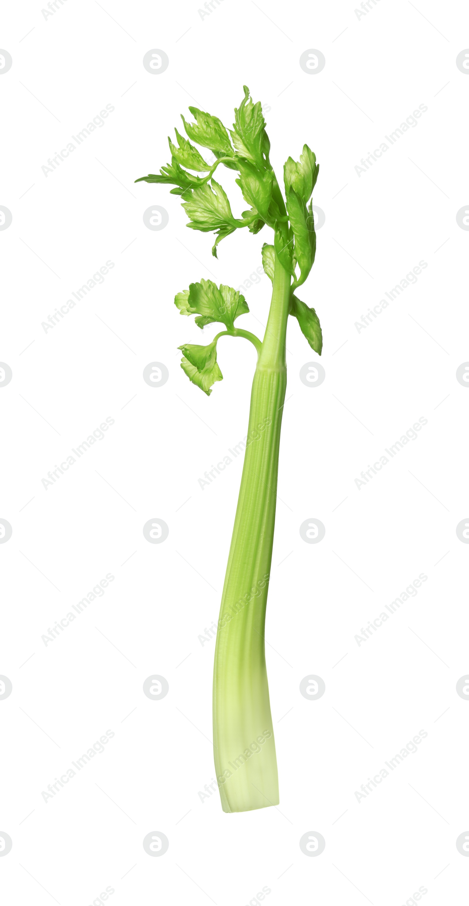 Photo of Fresh stalk of celery isolated on white