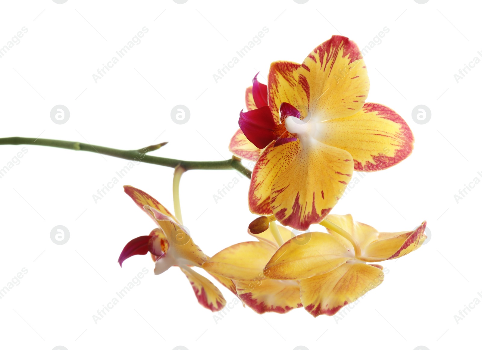 Photo of Branch with beautiful tropical orchid flowers on white background