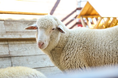 Cute funny sheep on farm. Animal husbandry