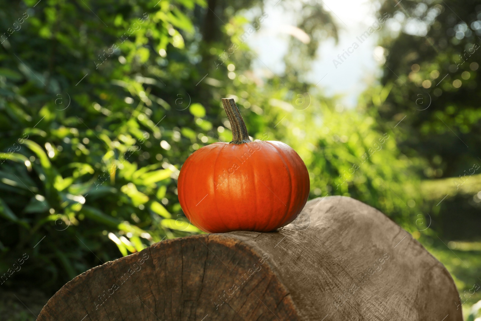 Photo of One orange pumpkin on log in garden