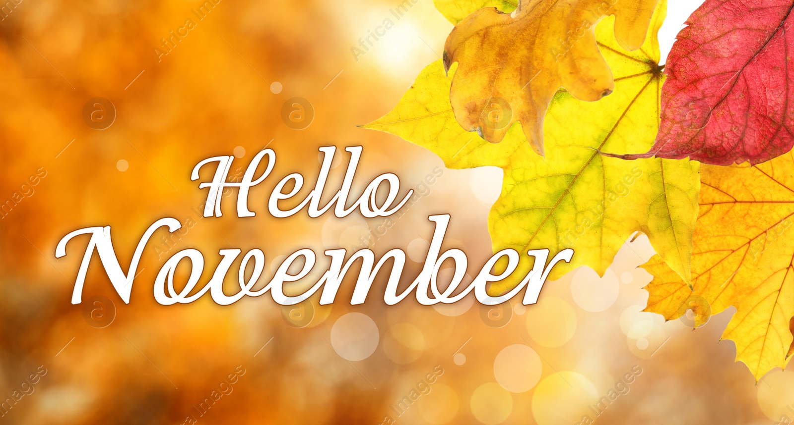 Image of Text Hello November and autumn leaves on blurred background, bokeh effect