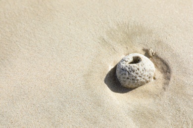 Photo of Piece of dead coral left by tide on sand. Space for text