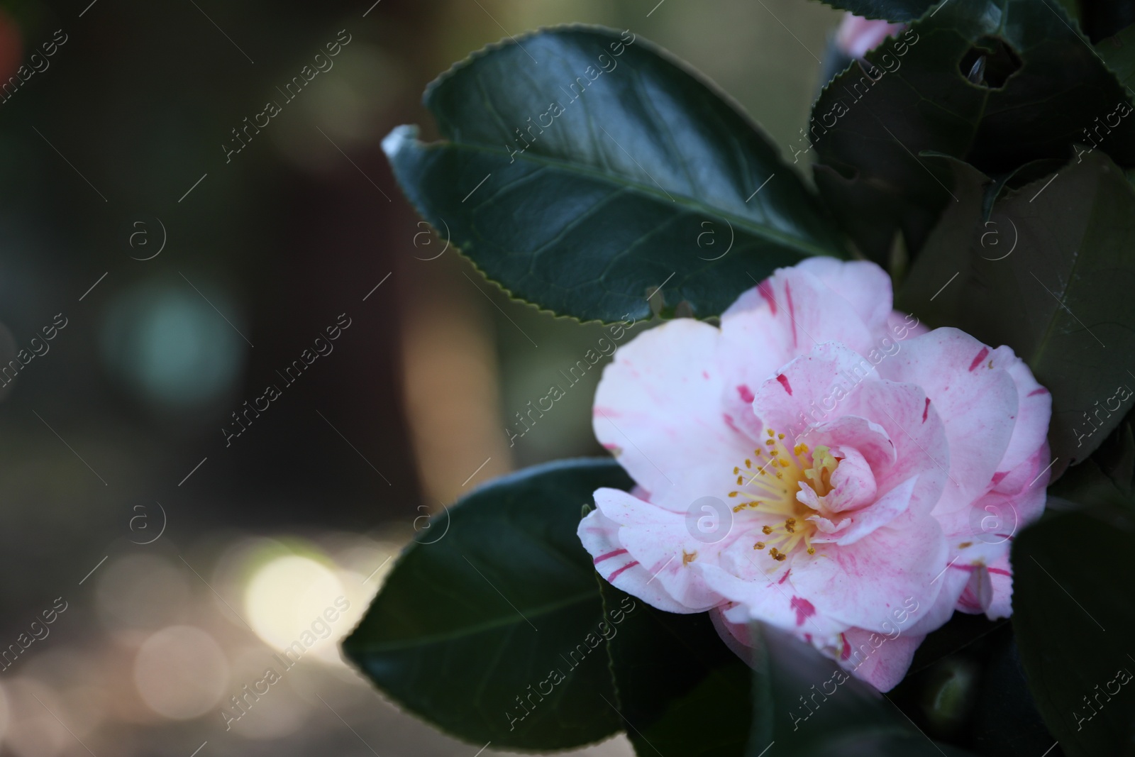 Photo of Beautiful pink flower outdoors, closeup. Space for text