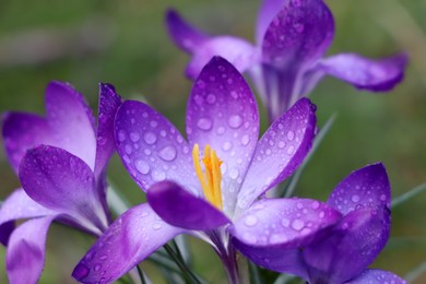 Fresh purple crocus flowers growing on blurred background, closeup