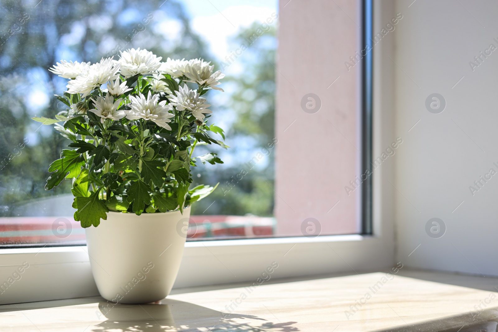 Photo of Beautiful potted chrysanthemum flowers on white window sill indoors. Space for text