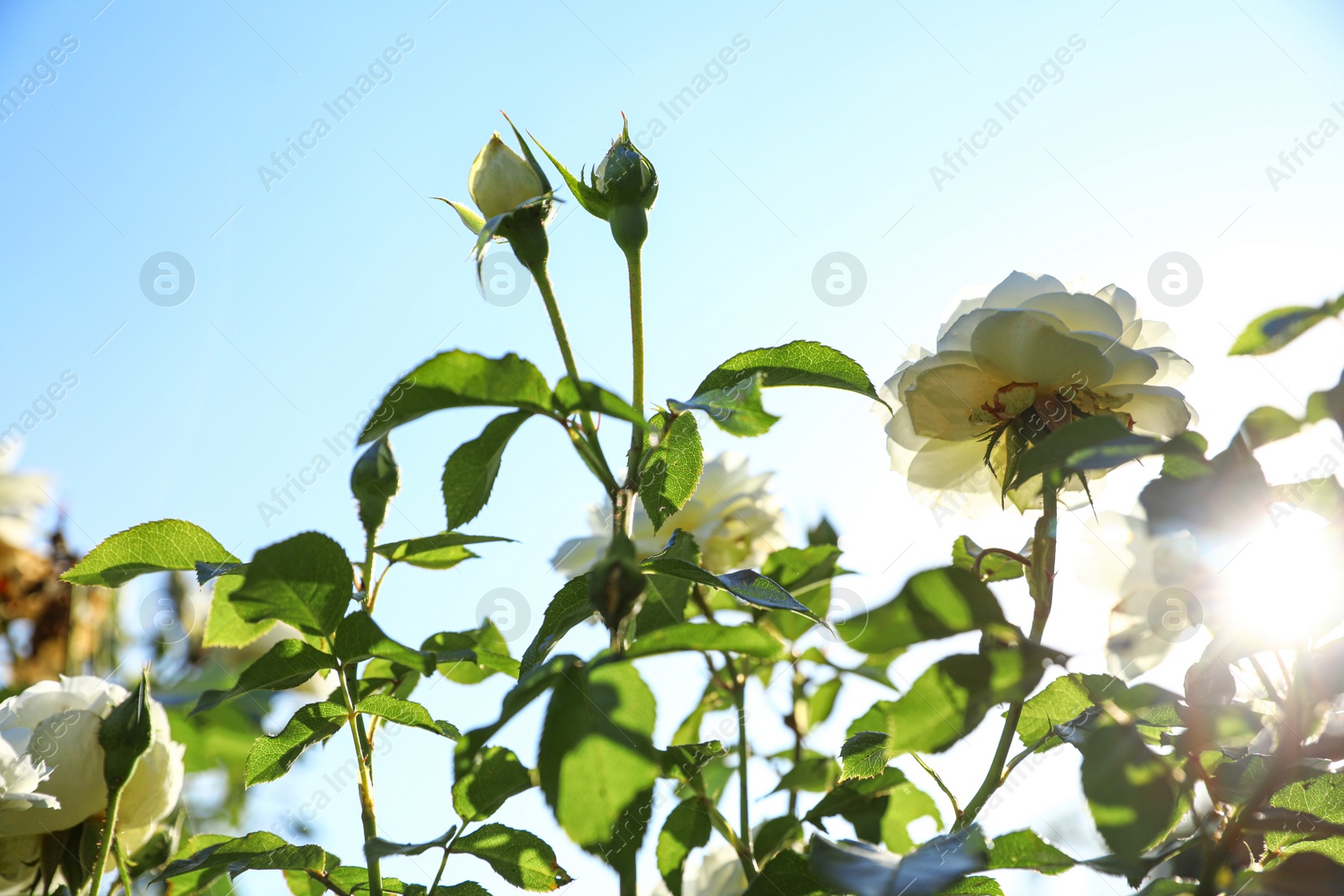 Photo of Green bush with beautiful roses in blooming garden on sunny day