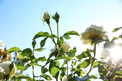 Photo of Green bush with beautiful roses in blooming garden on sunny day