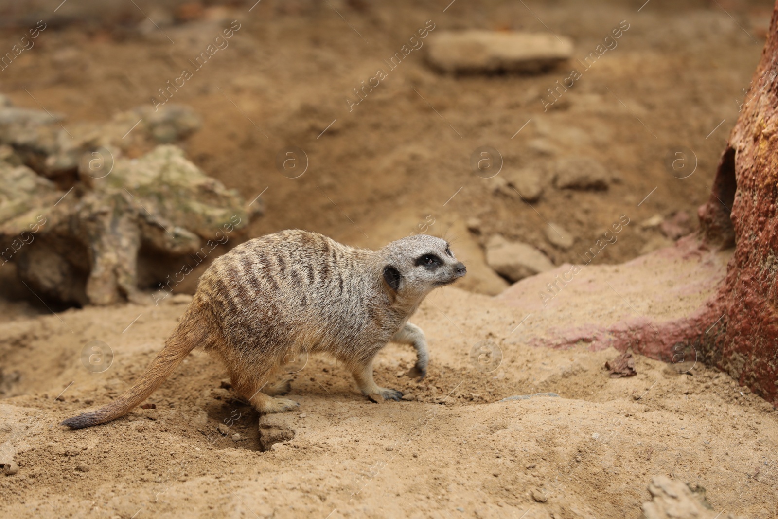 Photo of Cute meerkat in zoo enclosure. Exotic animal