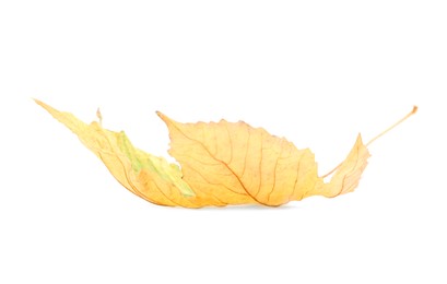 Autumn season. One maple leaf isolated on white