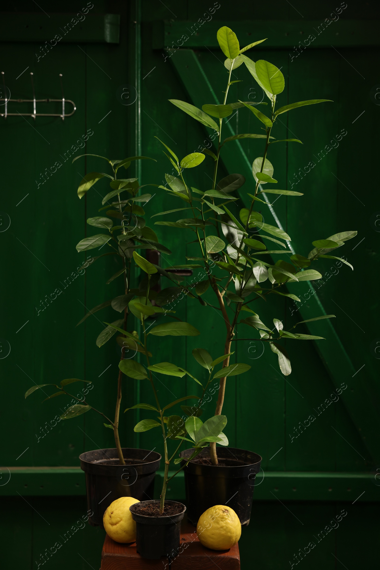 Photo of Lemon trees with ripe fruits on wooden stand in greenhouse