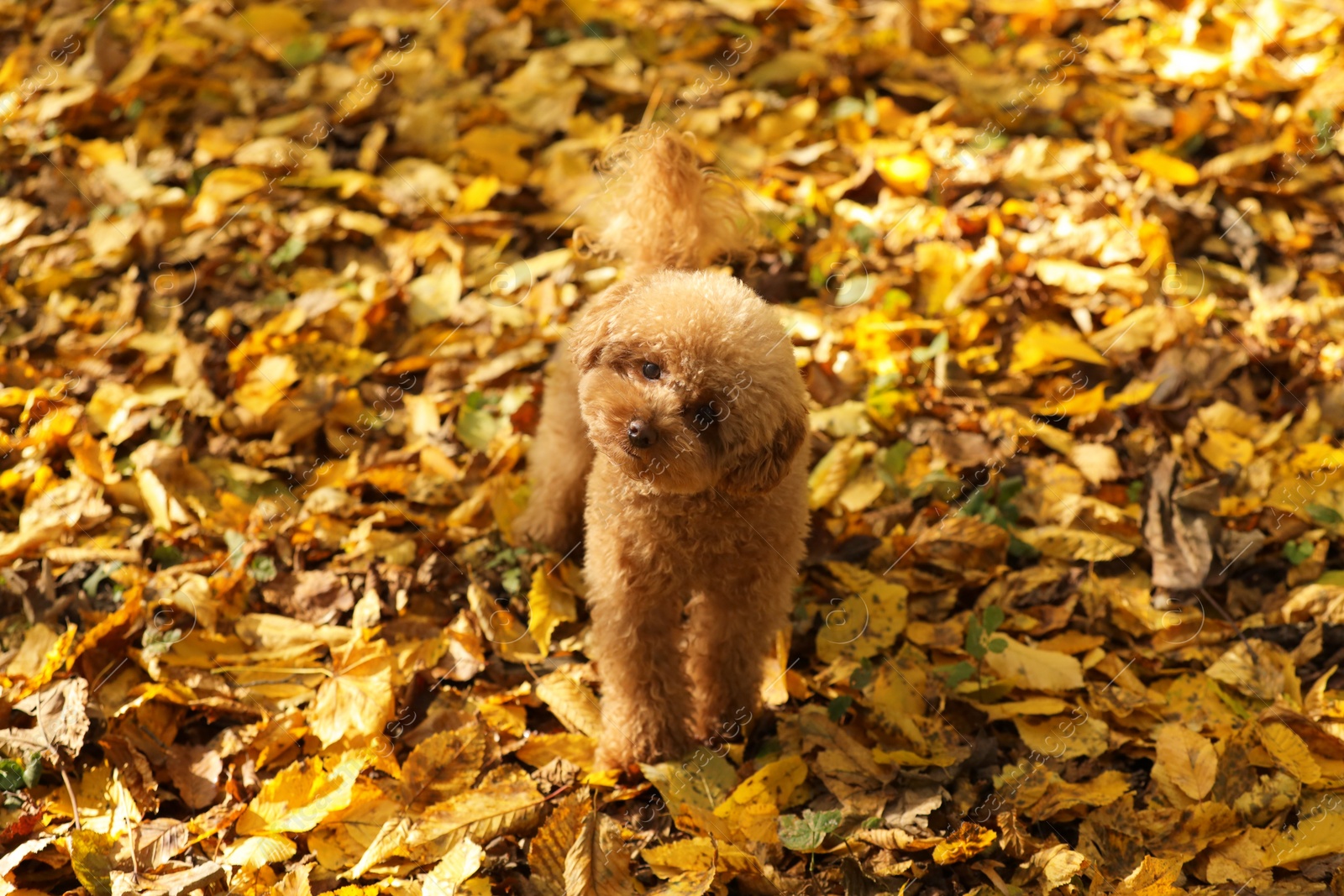 Photo of Cute Maltipoo dog in beautiful autumn park