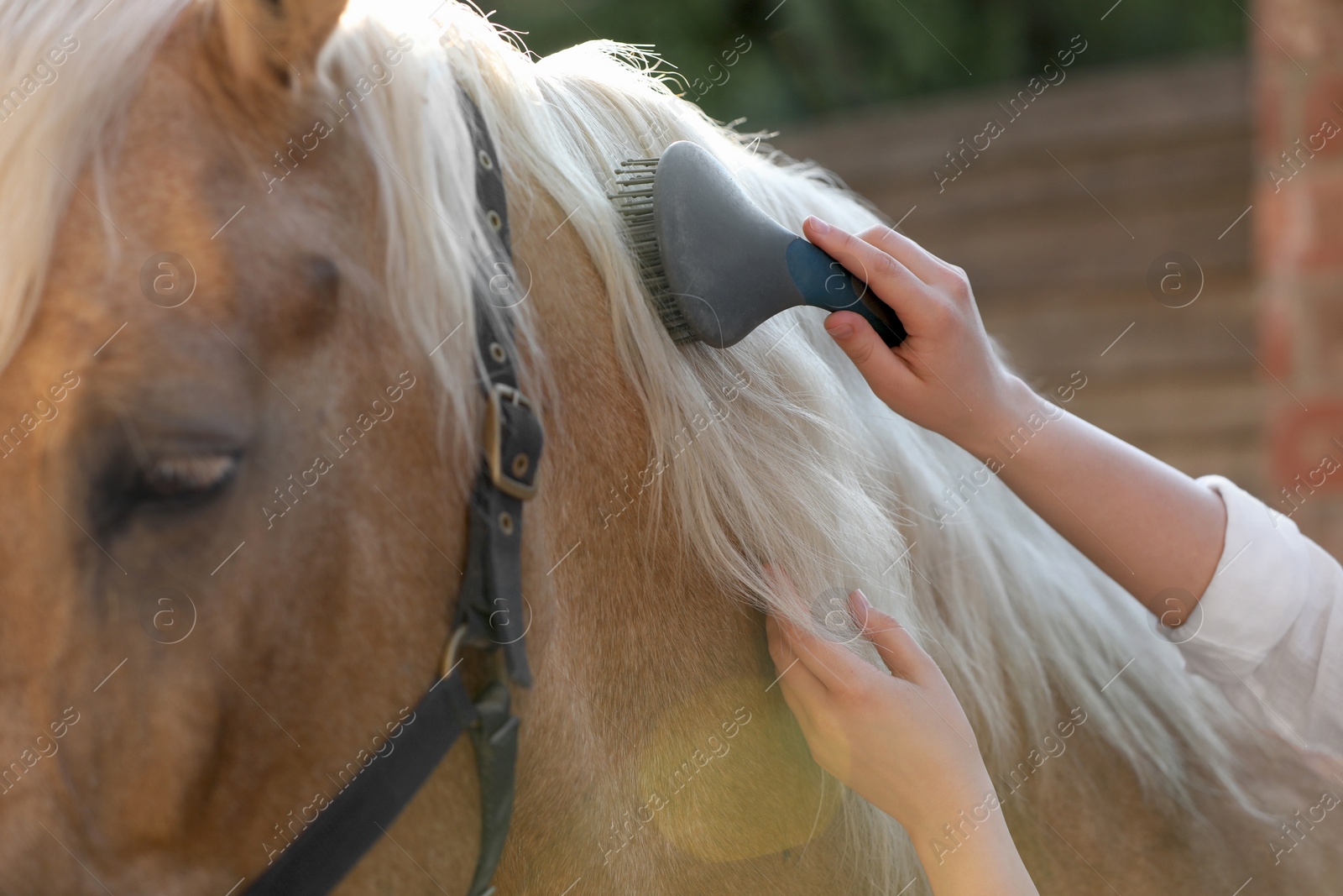 Photo of Woman brushing adorable horse outdoors, closeup. Pet care