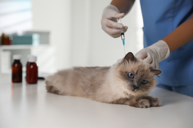 Photo of Professional veterinarian vaccinating cat in clinic, closeup