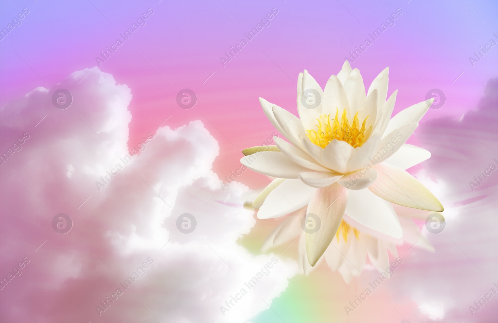 Image of Floating beautiful lotus and reflection of sky with fluffy clouds on water, toned in pastel rainbow colors. Symbolic flower in Buddhism