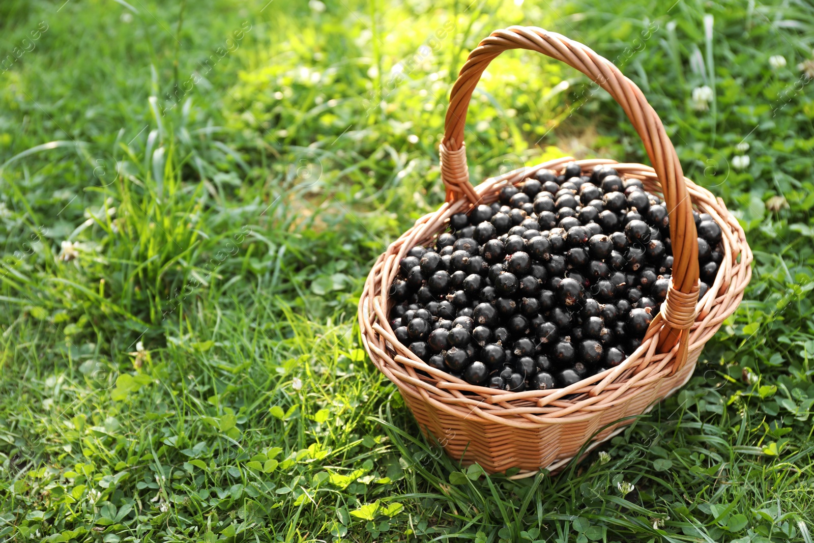 Photo of Ripe blackcurrants in wicker basket on green grass. Space for text