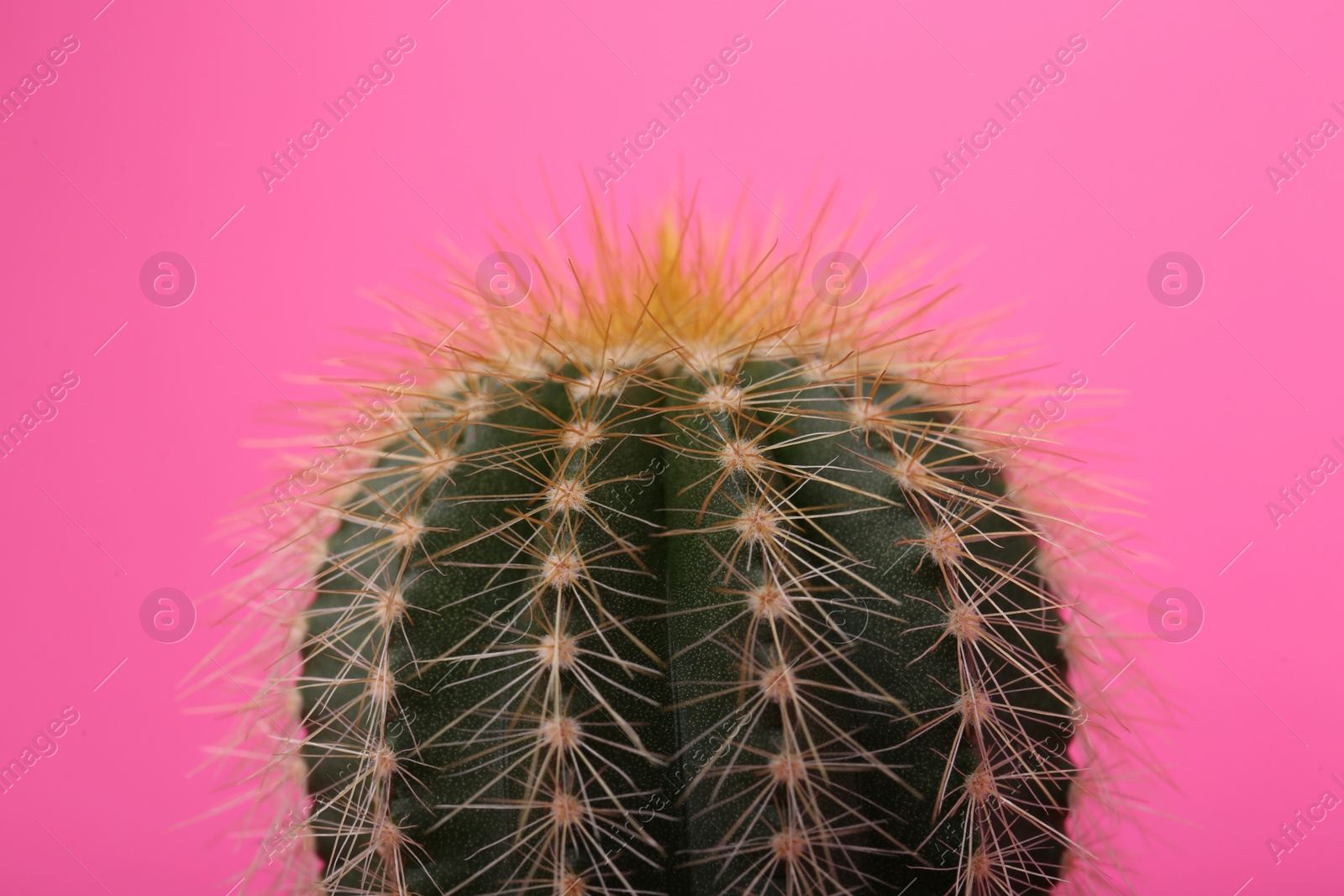 Photo of Beautiful green cactus on pink background, closeup. Tropical plant