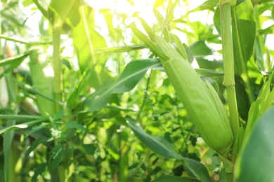 Photo of Ripe corn cobs in field on sunny day