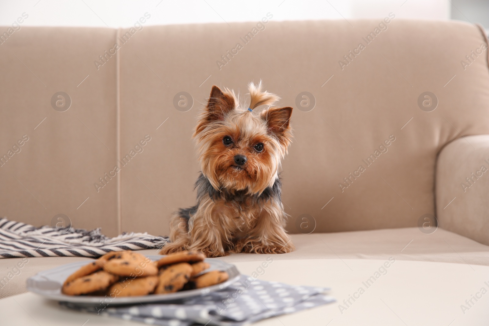 Photo of Yorkshire terrier on sofa near plate with cookies indoors. Happy dog