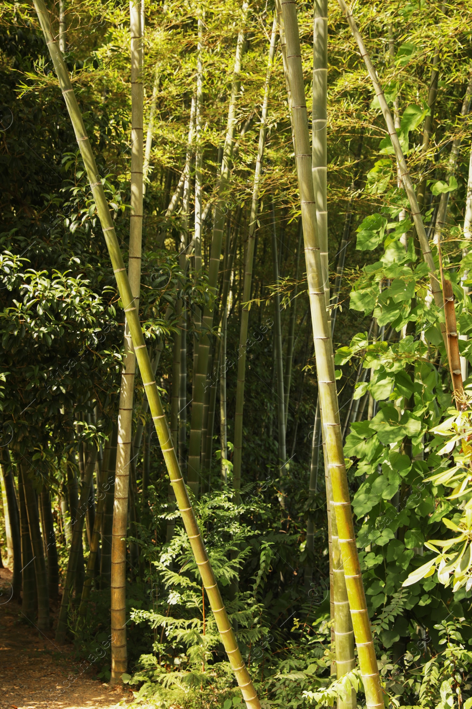 Photo of Beautiful green bamboo plants growing in forest