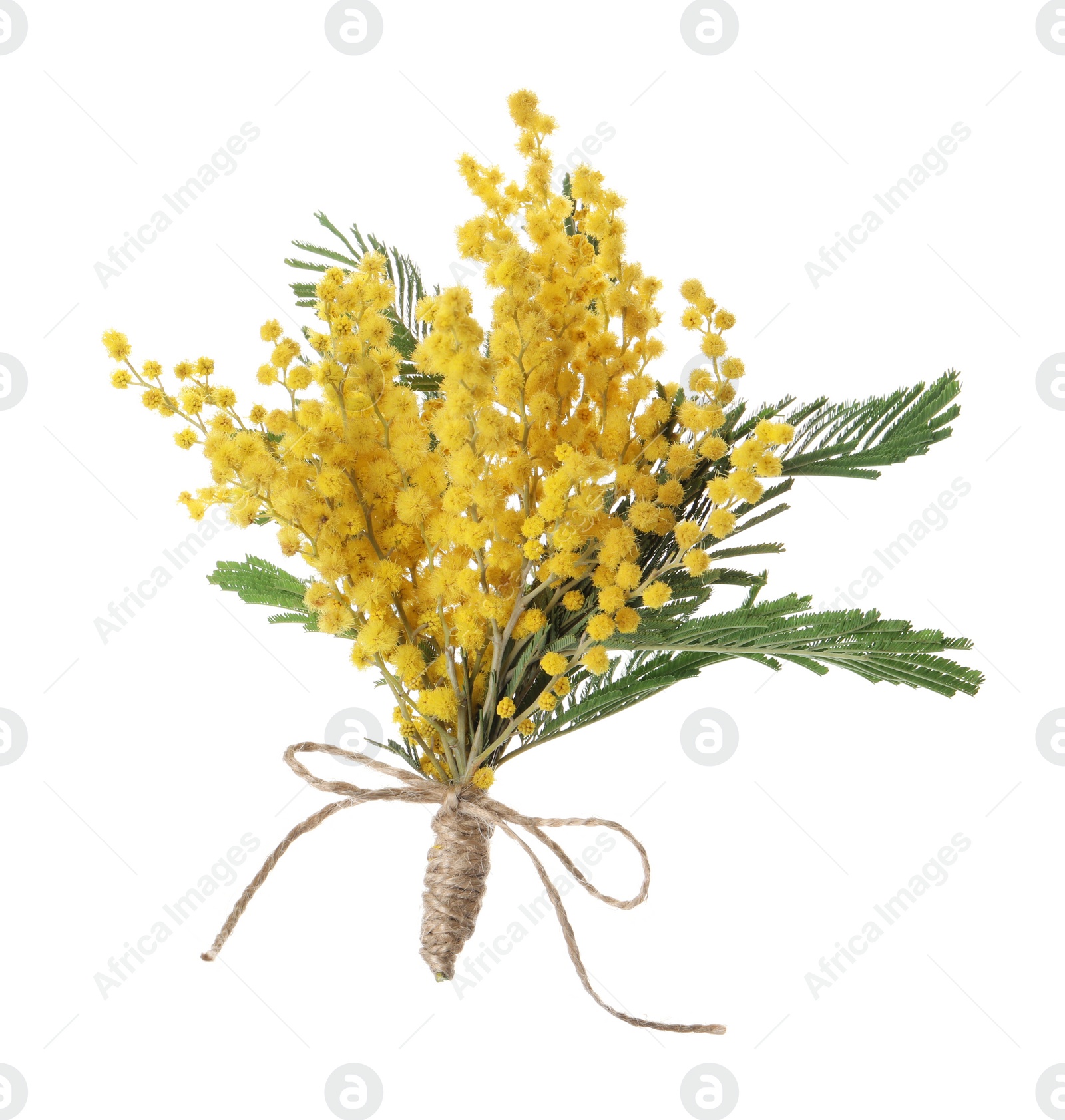 Photo of Bouquet of beautiful yellow mimosa flowers isolated on white