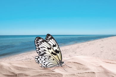 Image of Beautiful butterfly on sandy beach near sea