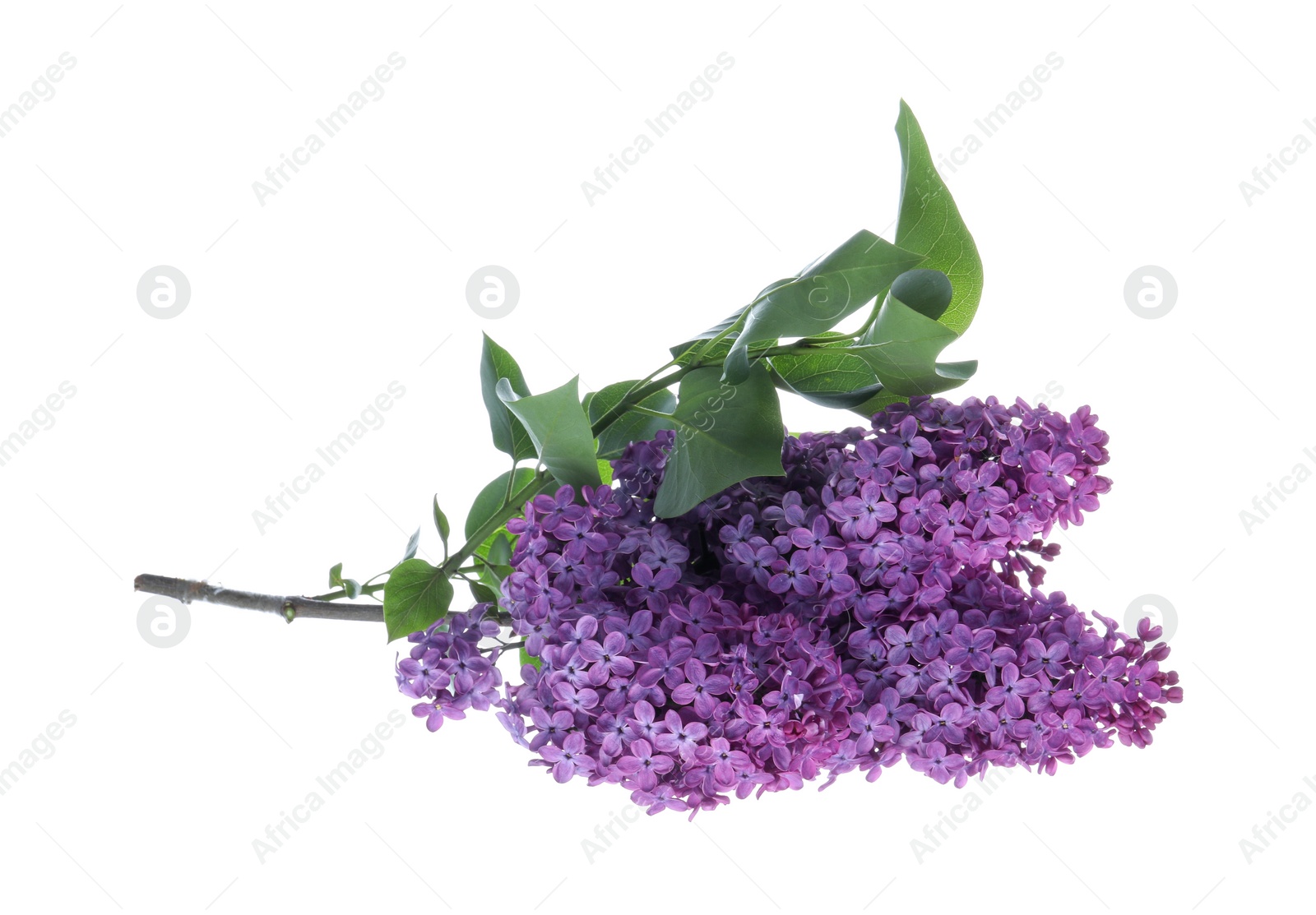 Photo of Beautiful blossoming lilac branch with leaves isolated on white