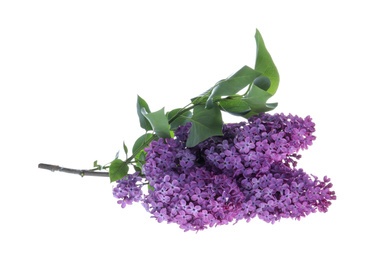 Beautiful blossoming lilac branch with leaves isolated on white